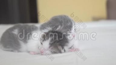 两只可爱的新生小猫在床上<strong>集体</strong>睡觉。 宠物概念宠物概念。 小猫条纹生活方式睡眠